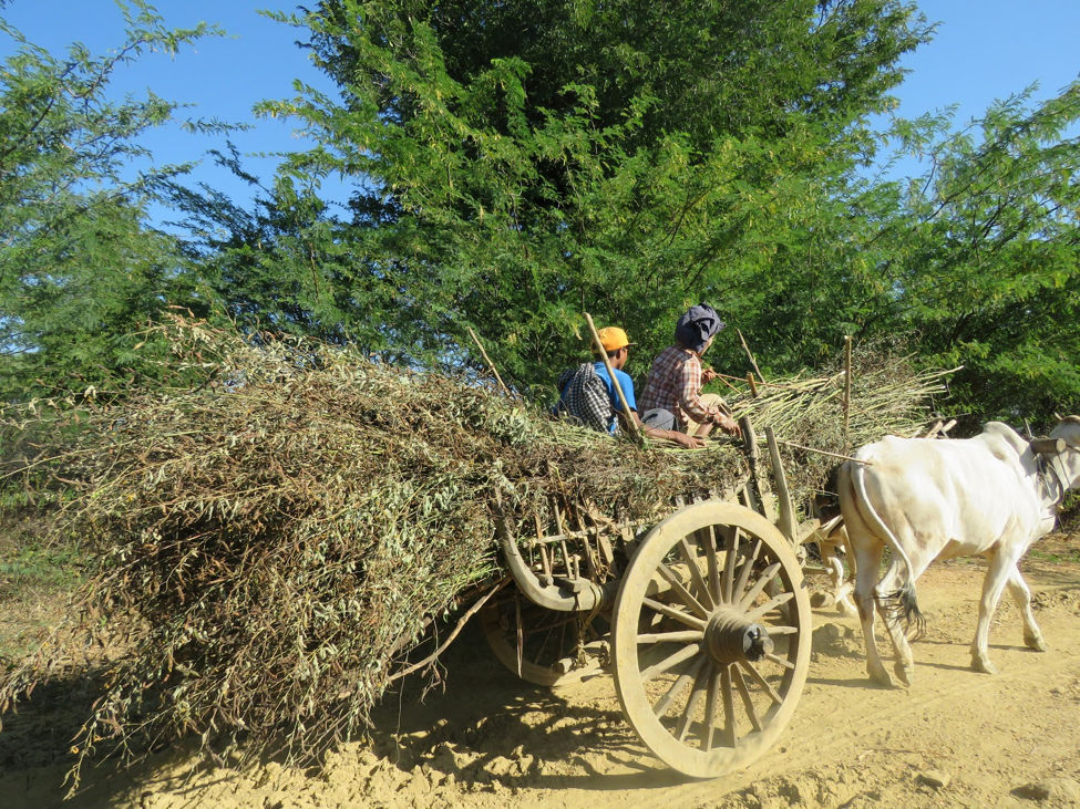Farmers are transporting pigeon pea by ox cart in one of the research sites in the Central Dry Zone of Myanmar, January, 2017. Photo by Tian Lin. 